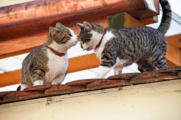 Två katter på ett tak — Stockfoto