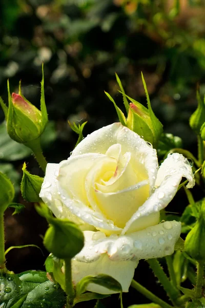 Rosa blanca en un rosal —  Fotos de Stock