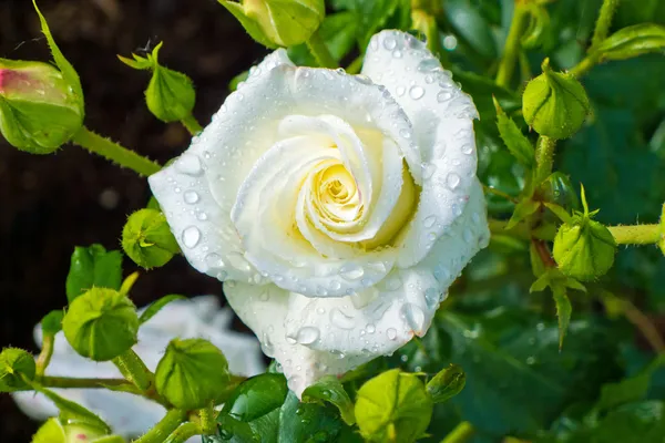 Rosa blanca en un rosal — Foto de Stock