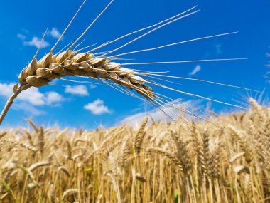 Barley in a field clipart