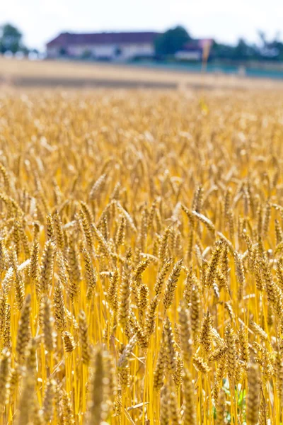 Пшеница в поле — стоковое фото