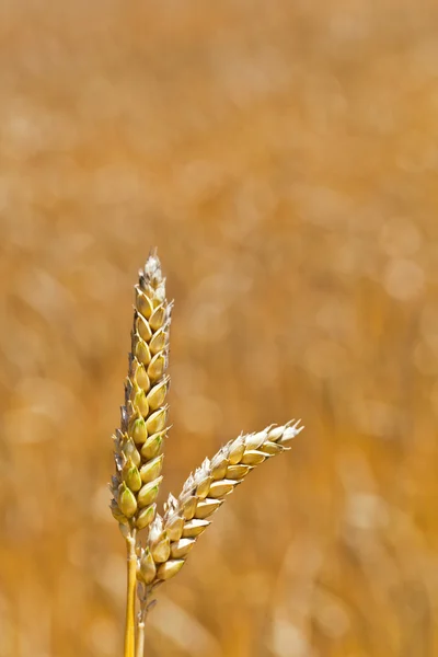 畑に小麦 — ストック写真