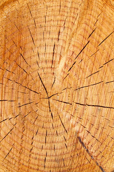 Éves gyűrűk egy fa törzse — Stock Fotó