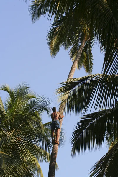 Gathering coconuts — Stock Photo, Image