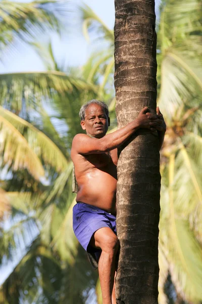 收集椰子 — 图库照片