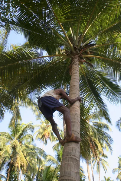 Gathering coconuts — Stock Photo, Image