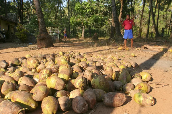Kokosnüsse sammeln — Stockfoto