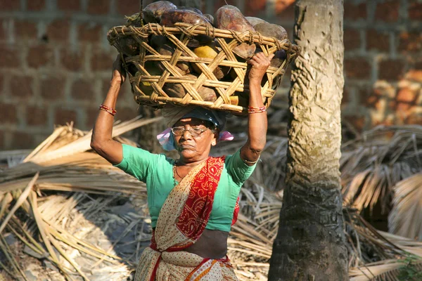 Kokosnüsse sammeln — Stockfoto