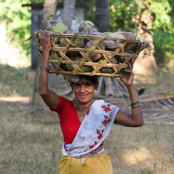 Gathering coconuts — Stock Photo, Image