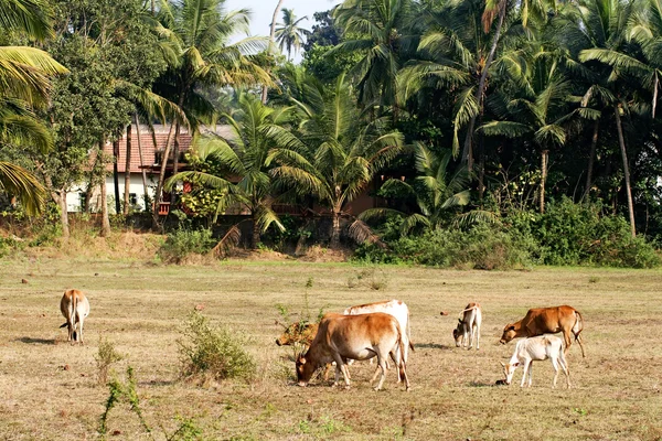 India, the cow — Stock Photo, Image