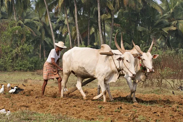 Indische Landwirtschaft — Stockfoto