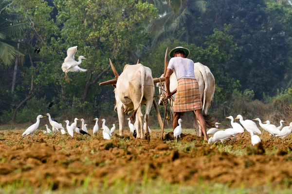 भारतीय शेती — स्टॉक फोटो, इमेज