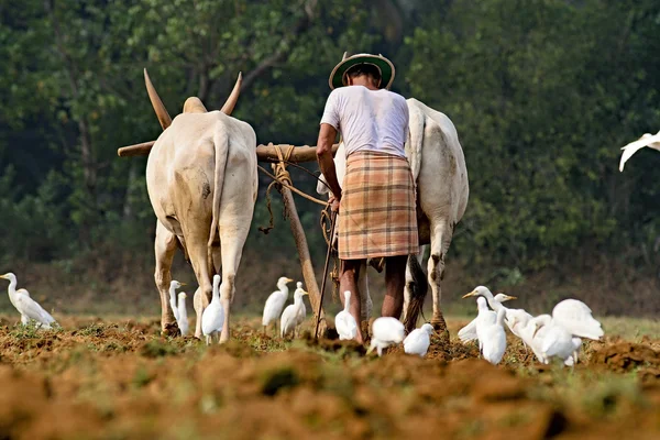 Сельское хозяйство Индии — стоковое фото