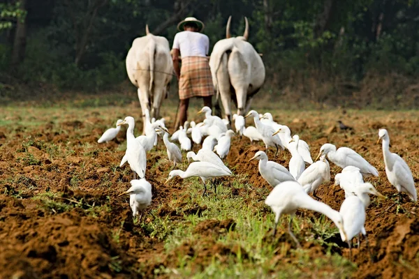 Agricultura india — Foto de Stock