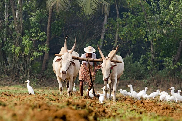 Indische Landwirtschaft — Stockfoto