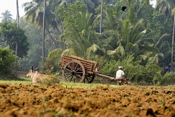 Indian agriculture — Stock Photo, Image