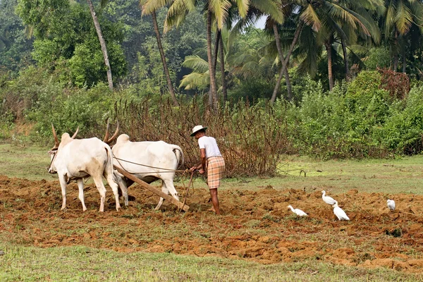 Indian agriculture — Stock Photo, Image