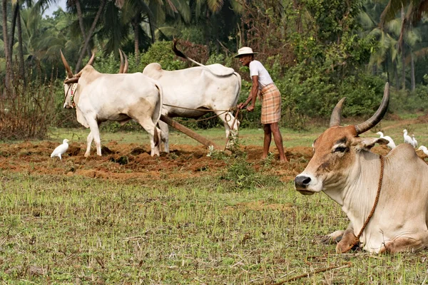 Indiase landbouw — Stockfoto