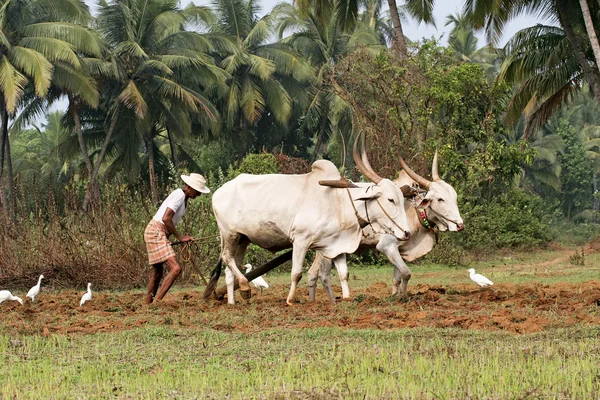 Agricultura india — Foto de Stock