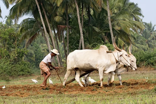 印度农业 — 图库照片