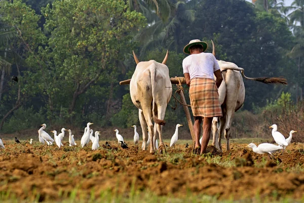인도 농업 스톡 사진