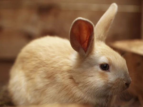 stock image Bunny rabbit