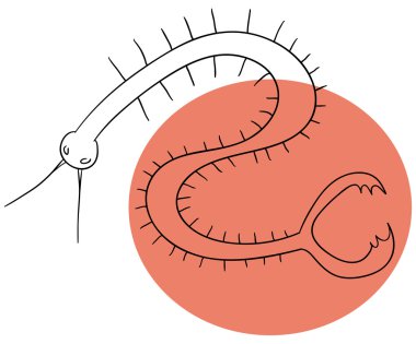 Millipede clipart