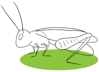 Grasshopper clipart