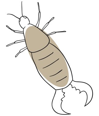 Earwig clipart