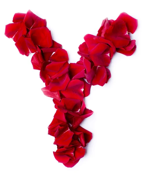 Алфавит Y из красной розы — стоковое фото