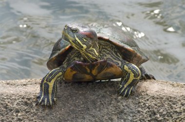 Red-eared Slider (Trachemys scripta elegans) clipart