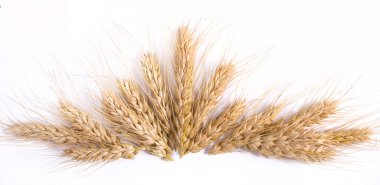 buğday kulakları üzerine beyaz izole