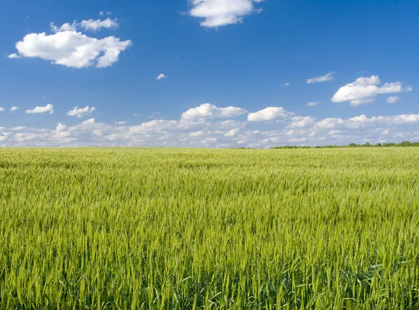 ライ麦と晴れた日のフィールド — ストック写真