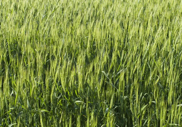 绿色黑麦的背景 — 图库照片