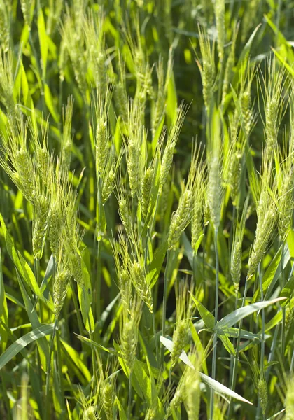 Achtergrond van tarwe in veld, selectieve scherpstellen — Stockfoto