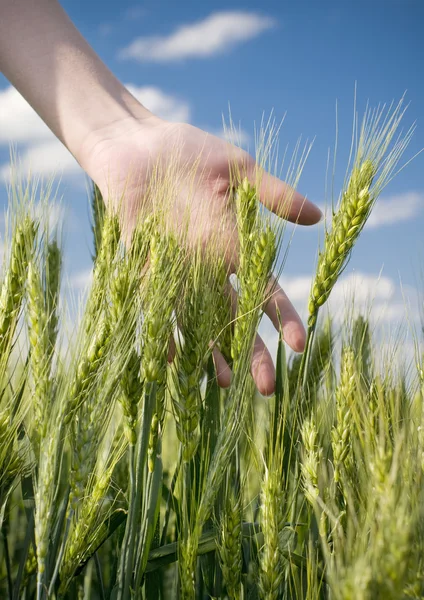 Hand in einem Weizenfeld — Stockfoto