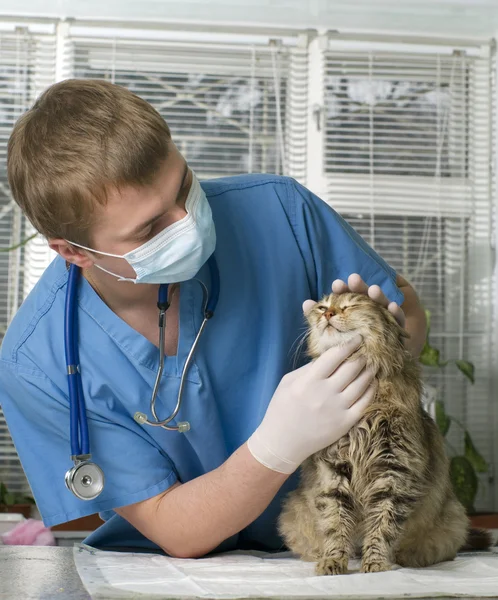 Gewonde kat behandeld door dierenarts — Stockfoto