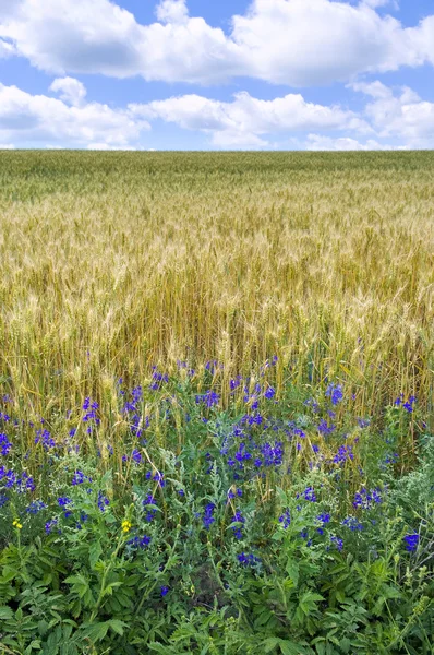 Hojas de oro de trigo bajo el cielo azul — Foto de Stock