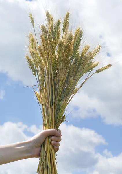 Mulher mão segurando picos de trigo contra o céu azul — Fotografia de Stock