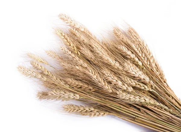 stock image Wheat ears isolated on white