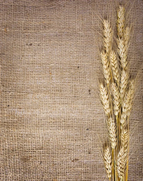 Pšenice na pozadí — Stock fotografie