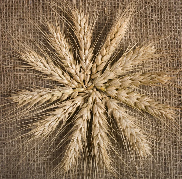 Pšenice na pozadí — Stock fotografie