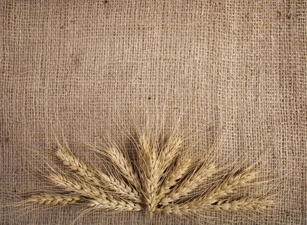 stock image Wheat on the background