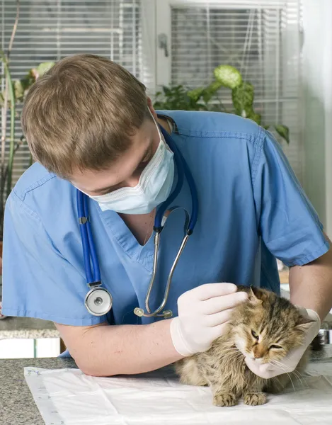Sårade katt behandlas av veterinär Stockbild