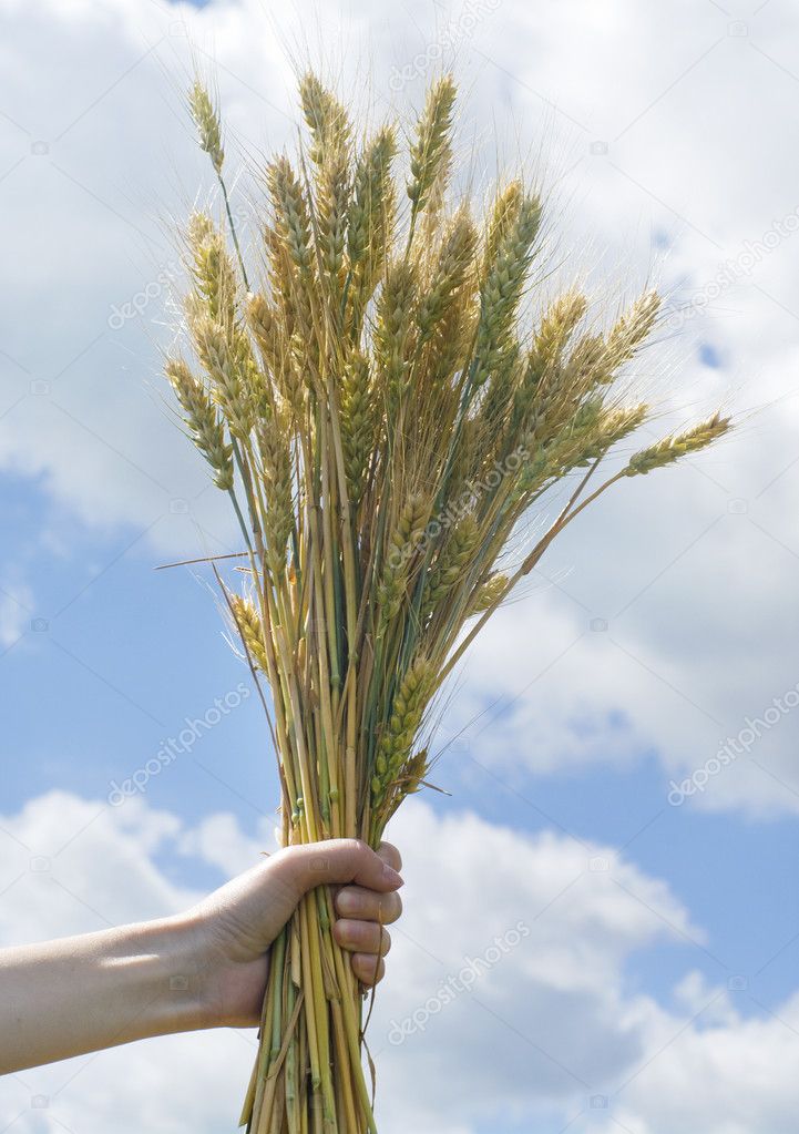 Woman hand holding wheat spikes against blue sky