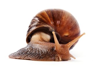 Akhatin's snail on a white background clipart