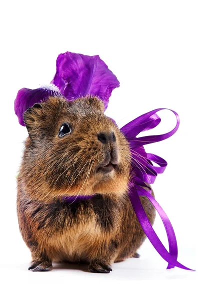 Guinea pig with a violet bow and a flower — Stock Fotó