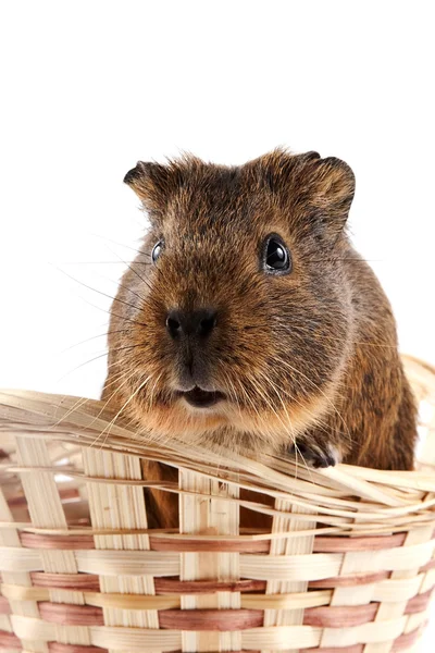 stock image Guinea pig in a wattled basket