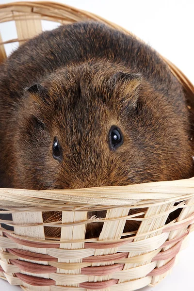 Guinea pig in a wattled basket — Stock Photo, Image
