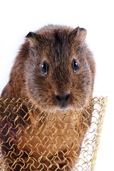 Portrait of a guinea pig in a basket — Stock Photo, Image